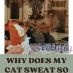 Why-does-my-cat-sweat-so-much-1a