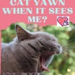 Why-does-my-cat-yawn-when-it-sees-me-1a