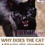 Why-does-the-cat-attack-its-owner-The-dangers-of-cats-to-humans-1a