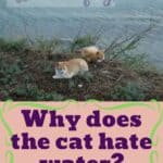 Why-does-the-cat-hate-water-1a
