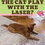 Why does the cat play with the laser?