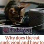 Why does the cat suck wool and how to make it stop
