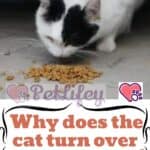 Why does the cat turn over the food bowl?