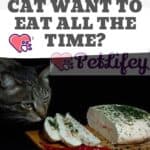 Why-does-the-cat-want-to-eat-all-the-time-1a