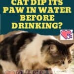 Why does your cat dip its paw in water before drinking?