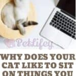 Why-does-your-cat-like-to-sit-on-things-you-use-1a