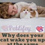 Why does your cat wake you up at the same time every day?