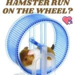Why does your hamster run on the wheel?