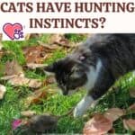 Why don't all cats have hunting instincts?
