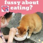 Why-is-my-Cat-fussy-about-eating-1a