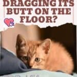 Why is my cat dragging its butt on the floor?