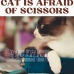 Why-is-my-cat-is-afraid-of-scissors-1a