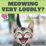 Why-is-my-cat-meowing-very-loudly-1a