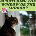 Why is my cat scratching the window or the mirror?