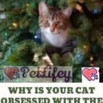 Why is your cat obsessed with the Christmas tree?