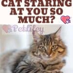Why is your cat staring at you so much?