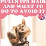 Why the cat pulls its hair and what to do to avoid it