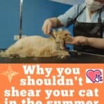 Why-you-shouldnt-shear-your-cat-in-the-summer-pros-and-cons-1a