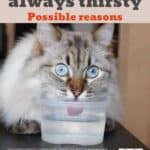 Your-cat-is-always-thirsty-possible-reasons-1a