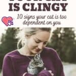 Your cat is clingy: 10 signs your cat is too dependent on you