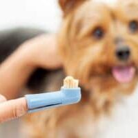 Brushing-your-dogs-teeth-how-to-do-it