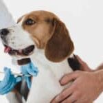 Dog-Vaccination-need-schedule-Side-Effects