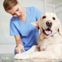 Cute dog lying on vet table during checkup