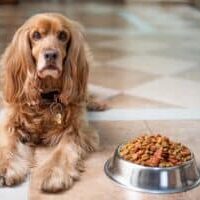 How-to-calculate-the-amount-of-food-to-give-to-the-dog