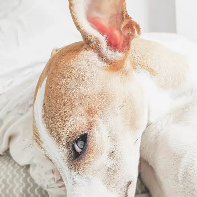 Otitis-in-dogs-what-are-the-causes-and-how-to-treat-it