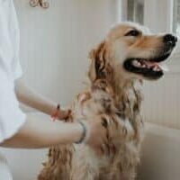 Prepare-Your-Dog-for-the-Bath-How-to-Eliminate-Fear-and-What-You-Need