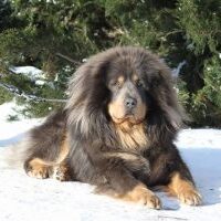 Tibetan-Mastiff-appearance-character-training