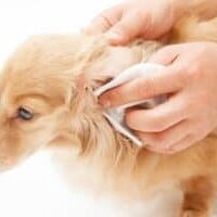 Tips-for-cleaning-your-dogs-ears